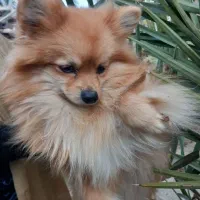 واگذاری پامر اصل