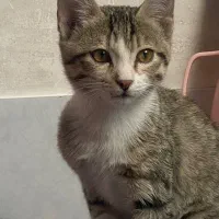 واگذاری بچه گربه زیبا