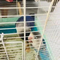 طوطی برزیلی و عروس هلندی|پرنده|پاکدشت, پاکدشت (مامازند)|دیوار