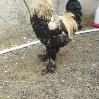 خروس امپراطور