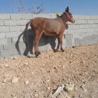 فروش قاطر خیشی عشایری کاری باری