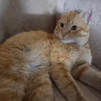 واگذاری گربه ی دی اس اچ