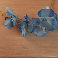 گل ارکیده ابی