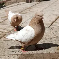 کبوتر سینه زرد ماده