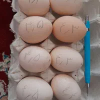 تخم مرغ لاری افغان