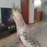 عروس هلندی نر و ماده|پرنده|آستانه اشرفیه, |دیوار