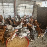 جوجه محلی اصل چهار ماه