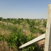 فروش باغچه انگور ۱۶۵۰متری داربستی