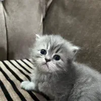 گربه پرشین کوچولو