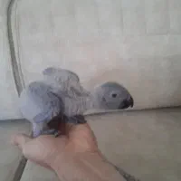 جوجه سرلاکی کاسکو دم قرمز