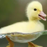 جوجه رنگی رسمی و اردک