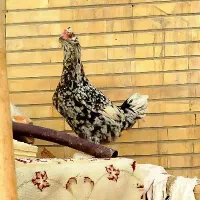 ۴ عدد مرغ گلین طوسی عتیقه|حیوانات مزرعه|فولادشهر, زاینده رود|دیوار