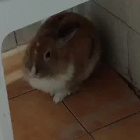 خرگوش کاملا سالم 300