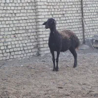 بره ماده قزل افشار|حیوانات مزرعه|اصفهان, دستگرده|دیوار