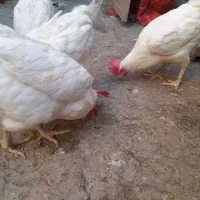 مرغ تخمگذار