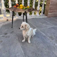 سگ پاکوتاه|سگ|چهارباغ, |دیوار