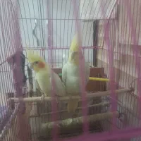 یک جفت عروس هلندی