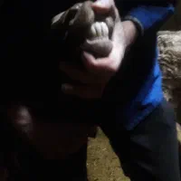 گوسفند نر|حیوانات مزرعه|هیر, |دیوار