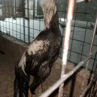 تخم نطفه دار لاری