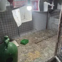 یک عدد قفس دوطبقه|لوازم جانبی حیوانات|شهریار, شهرک بهاران (ویره)|دیوار