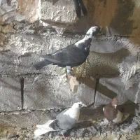 جوجه جوانه پرشی