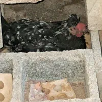 مرغ گلین با ۱۲ عدد تخم