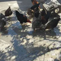 فروش مرغ و خروس