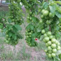 نهال آلوچه ۲ ساله پربار