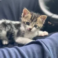 واگذاری رایگان گربه فقط هزینه وسایل گرفته میشه