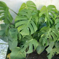 گل و گیاه طبیعی