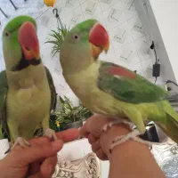 شاه طوطی