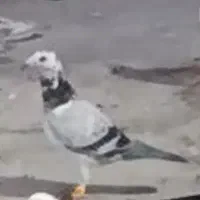 کفتر گمشده|پرنده|نیشابور, ده حلاج|دیوار