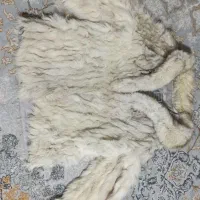 پالتو|لباس|زاهدان, |دیوار