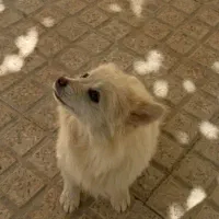 سگ پامر