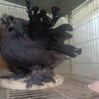 کبوتر زینتی تزیینی دم چتری آمریکایی یو