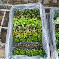 گیاهان آکواریومی آبزی