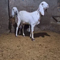 بز پاکستانی|حیوانات مزرعه|سردرود, |دیوار