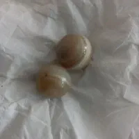 یک جفت مهره اصل اصل
