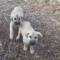 توله سگ سرابی