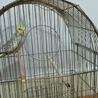 طوطی|پرنده|آبادان, |دیوار