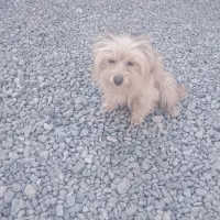 شیتزو|سگ|جیرفت, |دیوار