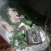 آکواریوم|ماهی|تربت جام, میان جام|دیوار