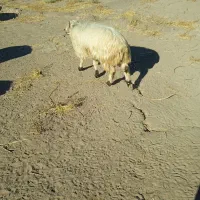 گوسفند|حیوانات مزرعه|گلزار, |دیوار