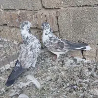 کبوتر