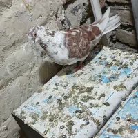 کبوتر رفتنی