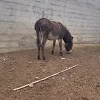 دوعددالاغ فروشی