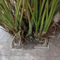 بچه برحی|گل و گیاه طبیعی|اهواز, سلطانمنش|دیوار