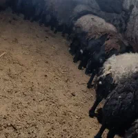 گوسفند گوشتی30عدد