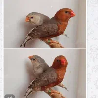 فنچ فول اورنج