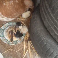 مرغ‌کرچ‌